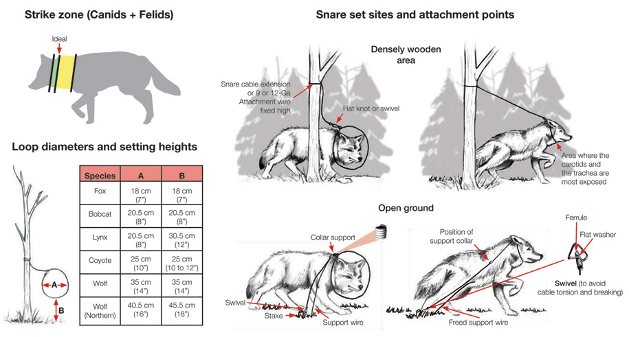 Types of Traps Used in Canada - The Fur-Bearers